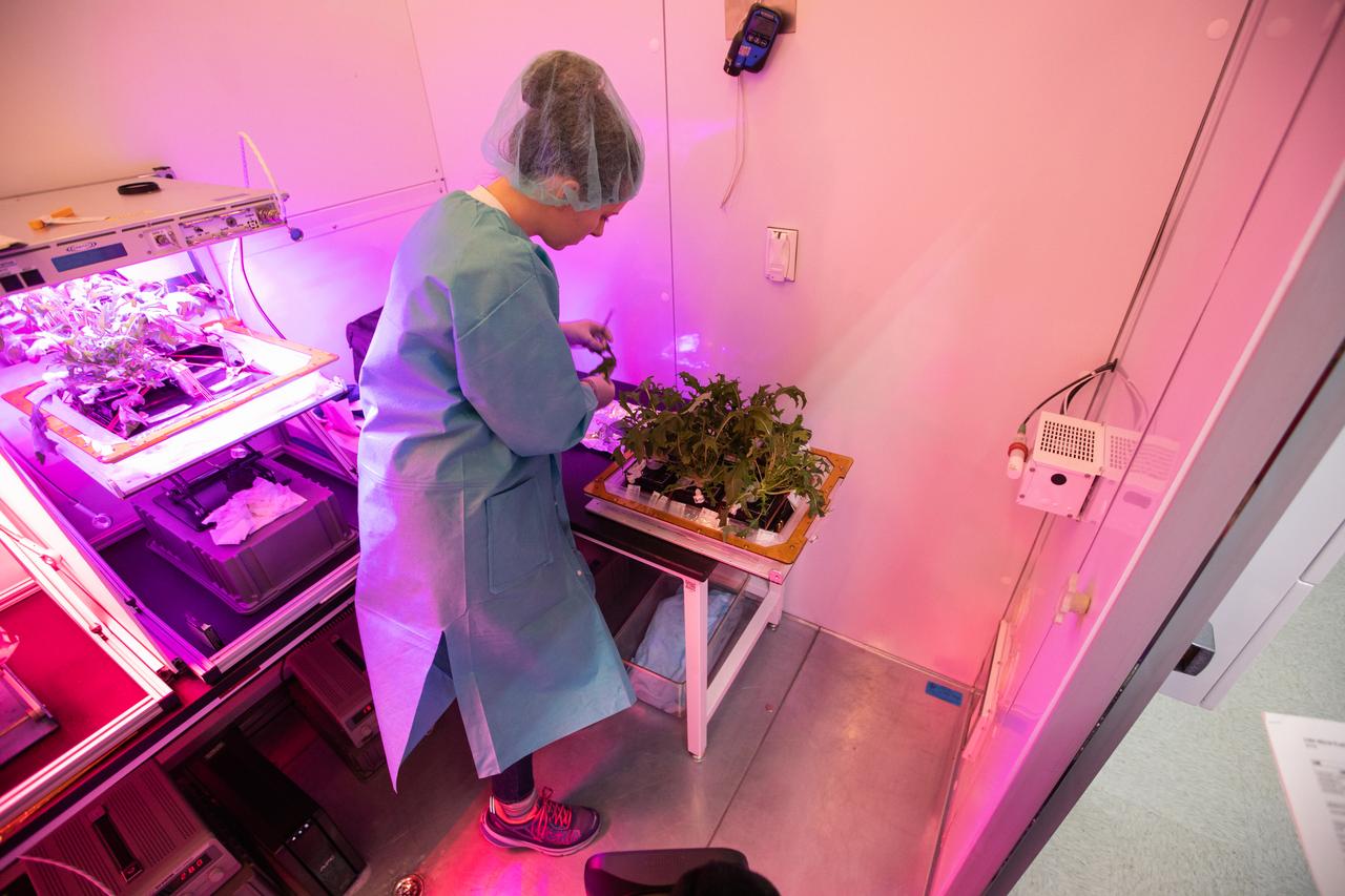 Jess Bunchek, a veggie plant scientist and pseudonaut, harvests mizuna mustard inside the Veggie harvest chamber in the Space Station Processing Facility at NASA’s Kennedy Space Center in Florida on Feb. 19, 2019, as part of the Experiment Verification Test for the VEG-04B mission that will launch to the International Space Station later this year. VEG-04B examines the interactions between light and spaceflight by growing plants under two different LED lighting conditions. A similar harvest will be conducted on the space station after a grow-out duration of 56 days. Ultimately, fresh vegetables grown in space will be an essential supplement to the crew’s pre-packaged diet, prepping them for long-duration space exploration. 