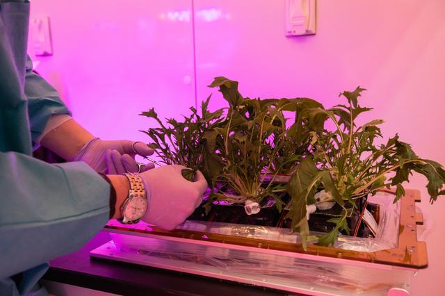NASA image: Growing Food in Space Veg-04B Harvest