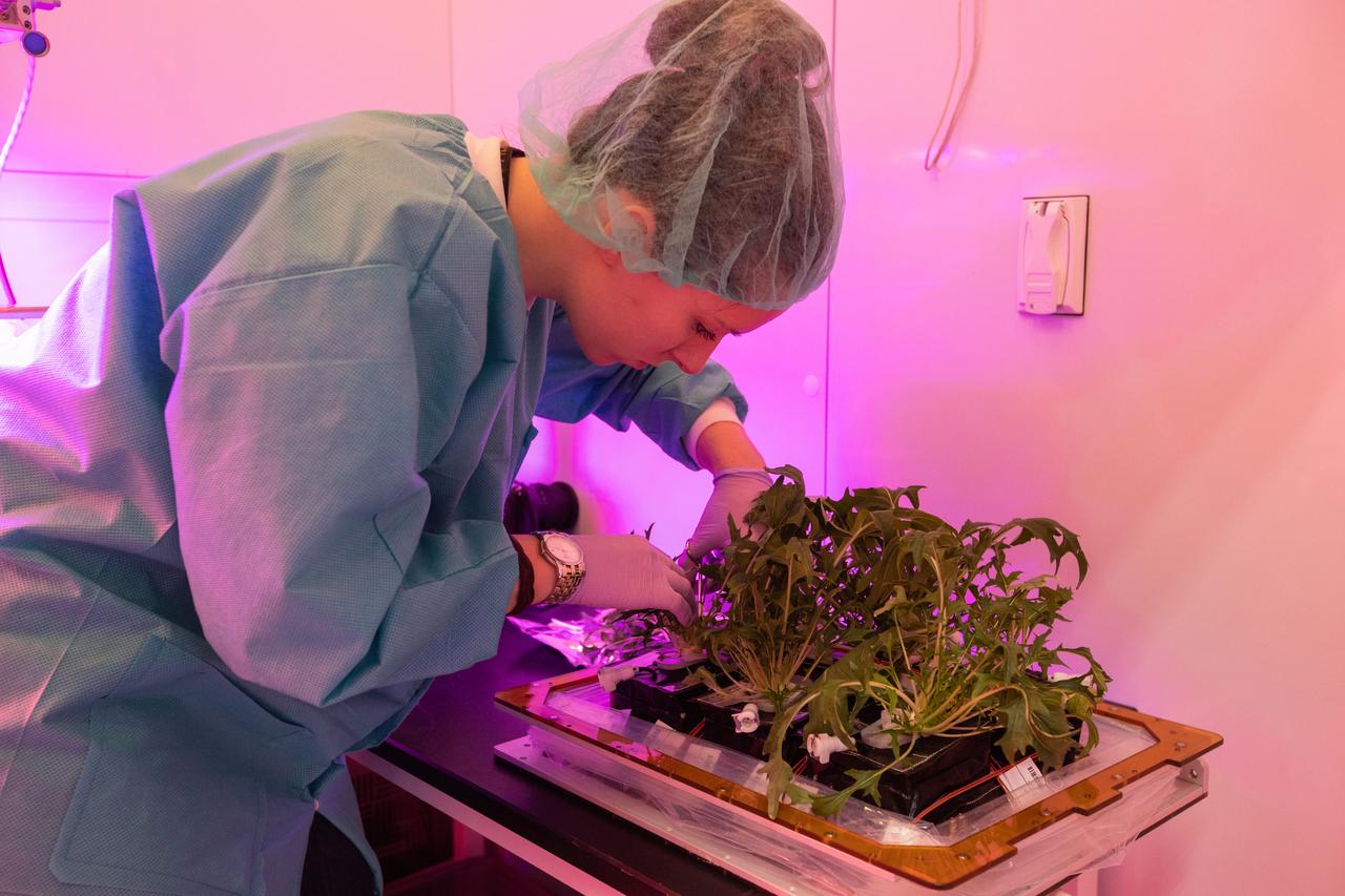 Jess Bunchek, a veggie plant scientist and pseudonaut, harvests mizuna mustard inside the Veggie harvest chamber in the Space Station Processing Facility at NASA’s Kennedy Space Center in Florida on Feb. 19, 2019, as part of the Experiment Verification Test for the VEG-04B mission that will launch to the International Space Station later this year. VEG-04B examines the interactions between light and spaceflight by growing plants under two different LED lighting conditions. A similar harvest will be conducted on the space station after a grow-out duration of 56 days. Ultimately, fresh vegetables grown in space will be an essential supplement to the crew’s pre-packaged diet, prepping them for long-duration space exploration. 