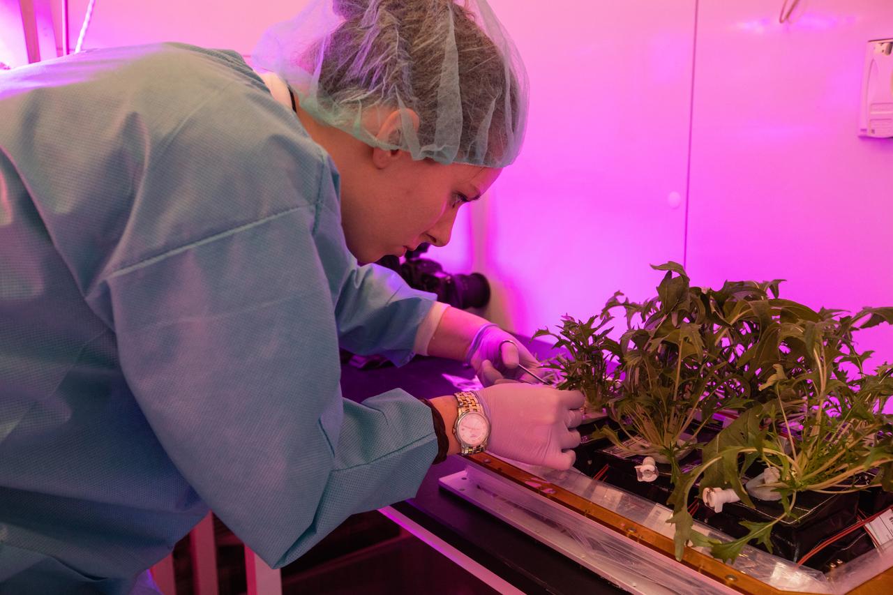 Jess Bunchek, a veggie plant scientist and pseudonaut, harvests mizuna mustard inside the Veggie harvest chamber in the Space Station Processing Facility at NASA’s Kennedy Space Center in Florida on Feb. 19, 2019, as part of the Experiment Verification Test for the VEG-04B mission that will launch to the International Space Station later this year. VEG-04B examines the interactions between light and spaceflight by growing plants under two different LED lighting conditions. A similar harvest will be conducted on the space station after a grow-out duration of 56 days. Ultimately, fresh vegetables grown in space will be an essential supplement to the crew’s pre-packaged diet, prepping them for long-duration space exploration.