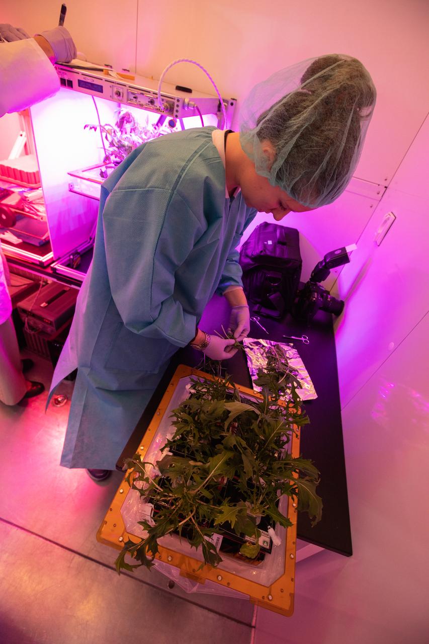 Jess Bunchek, a veggie plant scientist and pseudonaut, harvests mizuna mustard inside the Veggie harvest chamber in the Space Station Processing Facility at NASA’s Kennedy Space Center in Florida on Feb. 19, 2019, as part of the Experiment Verification Test for the VEG-04B mission that will launch to the International Space Station later this year. VEG-04B examines the interactions between light and spaceflight by growing plants under two different LED lighting conditions. A similar harvest will be conducted on the space station after a grow-out duration of 56 days. Ultimately, fresh vegetables grown in space will be an essential supplement to the crew’s pre-packaged diet, prepping them for long-duration space exploration. 