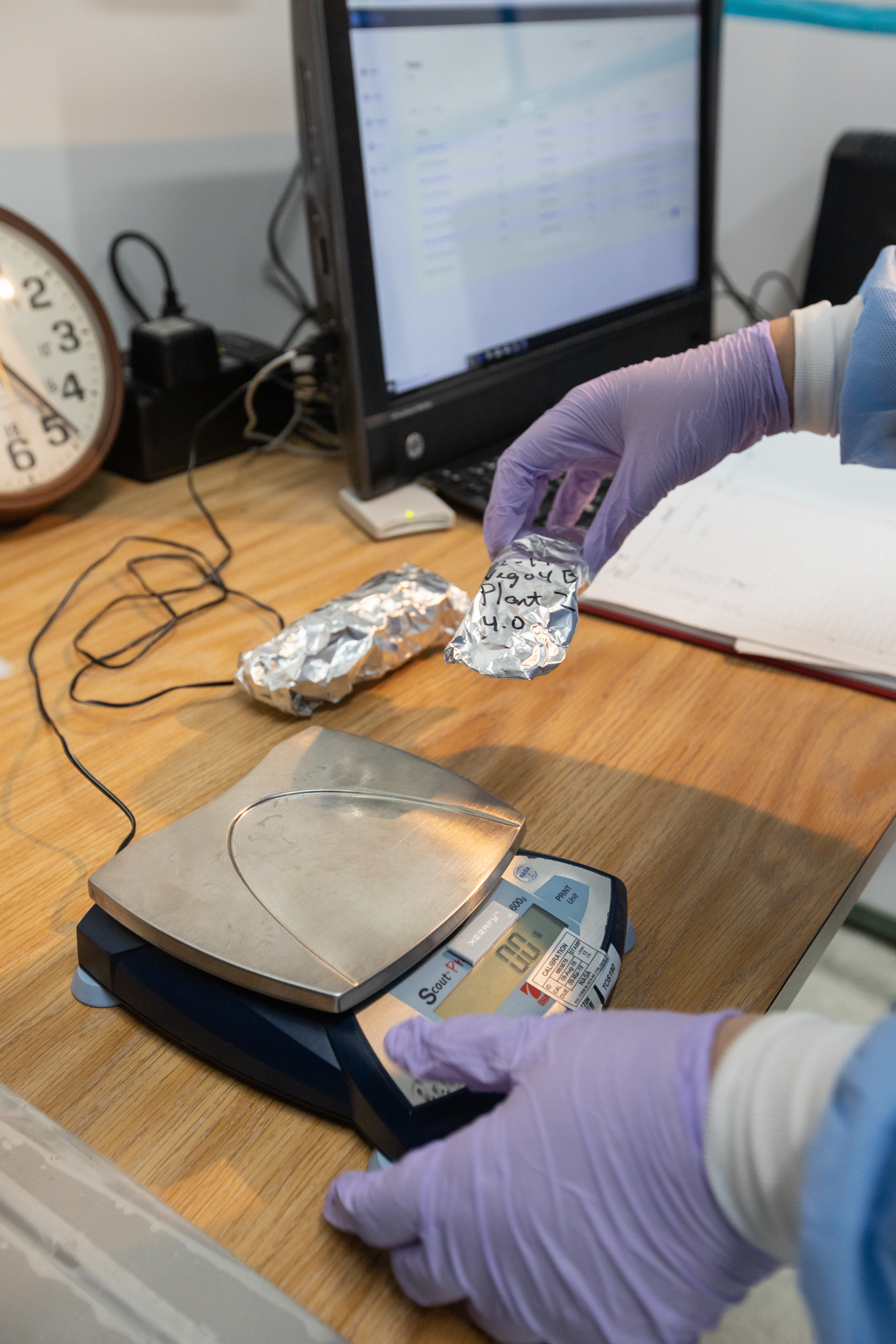 Gretchen Maldonado Vazquez, a microbiologist, weighs the harvest of mizuna mustard inside the Veggie harvest chamber in the Space Station Processing Facility at NASA’s Kennedy Space Center in Florida on Feb. 19, 2019, from the Experiment Verification Test for the VEG-04B mission that will launch to the International Space Station later this year. VEG-04B examines the interactions between light and spaceflight by growing plants under two different LED lighting conditions, and a similar harvest will be conducted on the space station after a grow-out duration of 56 days. Ultimately, fresh vegetables grown in space will be an essential supplement to the crew’s pre-packaged diet, prepping them for long-duration space exploration.