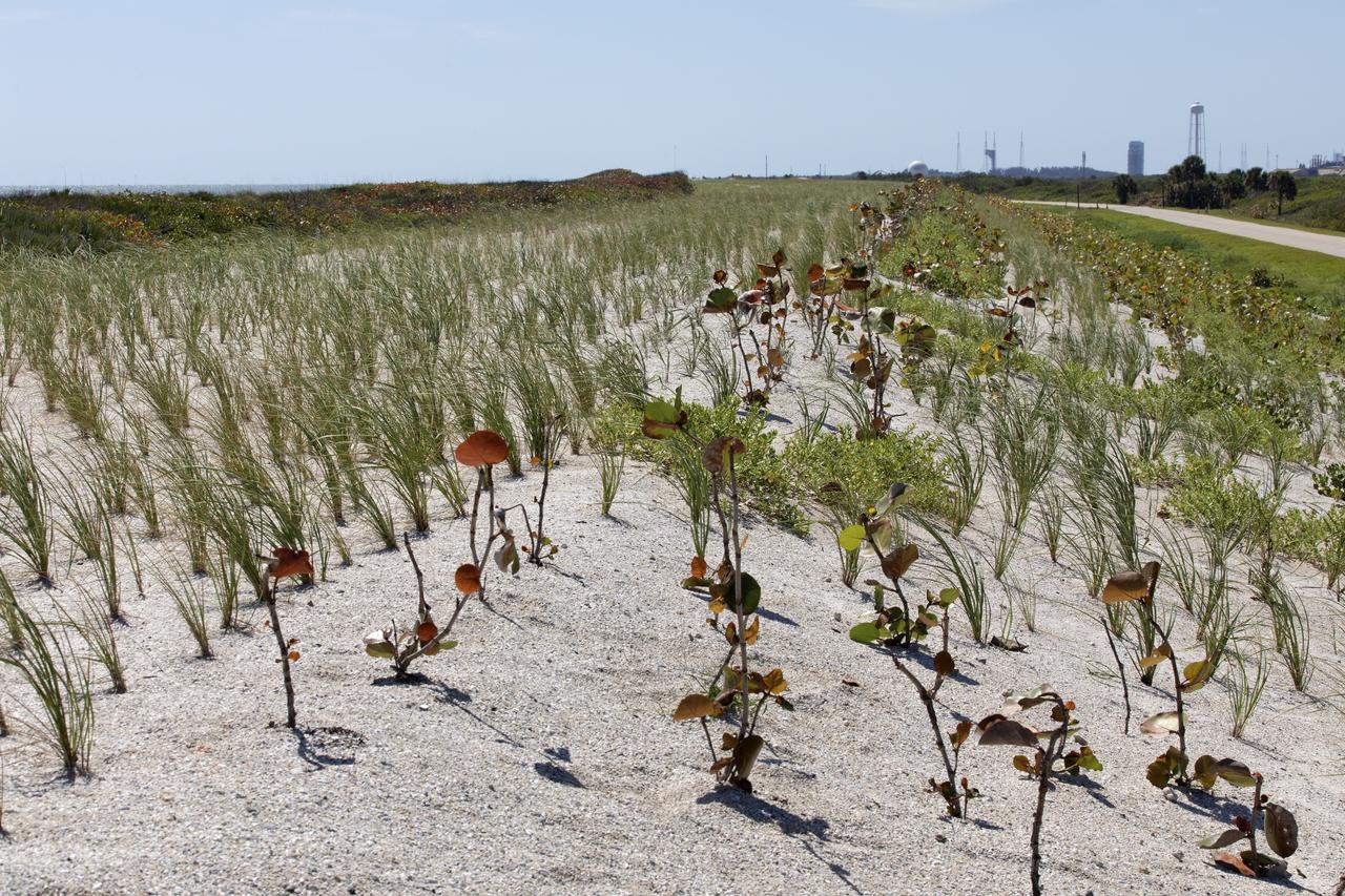 Native vegetation has been planted in the restored dunes at the north beaches at NASA’s Kennedy Space Center in Florida in this view on April 15, 2019. About 450,000 cubic yards of beach-quality sand, tested for compatibility, was transported to the space center’s beaches. After the dune was built up, native vegetation was replanted, helping to stabilize the dune and offer a habitat for Kennedy’s coastal wildlife. Dunes are affected by beach erosion and storm surge from tropical events, such as hurricanes. Restoration began in spring 2018 and was targeted to be completed by April 2019.