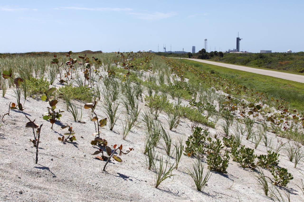 Native vegetation has been planted in the restored dunes at the north beaches at NASA’s Kennedy Space Center in Florida in this view on April 15, 2019. About 450,000 cubic yards of beach-quality sand, tested for compatibility, was transported to the space center’s beaches. After the dune was built up, native vegetation was replanted, helping to stabilize the dune and offer a habitat for Kennedy’s coastal wildlife. Dunes are affected by beach erosion and storm surge from tropical events, such as hurricanes. Restoration began in spring 2018 and was targeted to be completed by April 2019.