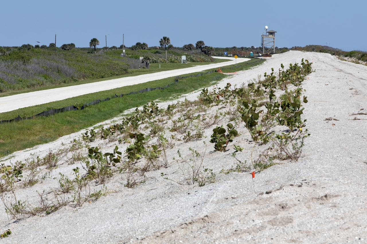 Restoration efforts are underway to the dunes at the north beaches at NASA’s Kennedy Space Center in Florida in this view on April 15, 2019. About 450,000 cubic yards of beach-quality sand, tested for compatibility, was transported to the space center’s beaches. After the dune was built up, native coastal vegetation was replanted, helping to stabilize the dune and offer a habitat for Kennedy’s coastal wildlife. Dunes are affected by beach erosion and storm surge from tropical events, such as hurricanes. Restoration began in spring 2018 and was targeted to be completed by April 2019.