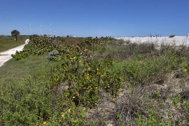 NASA image: Shoreline Restoration Project
