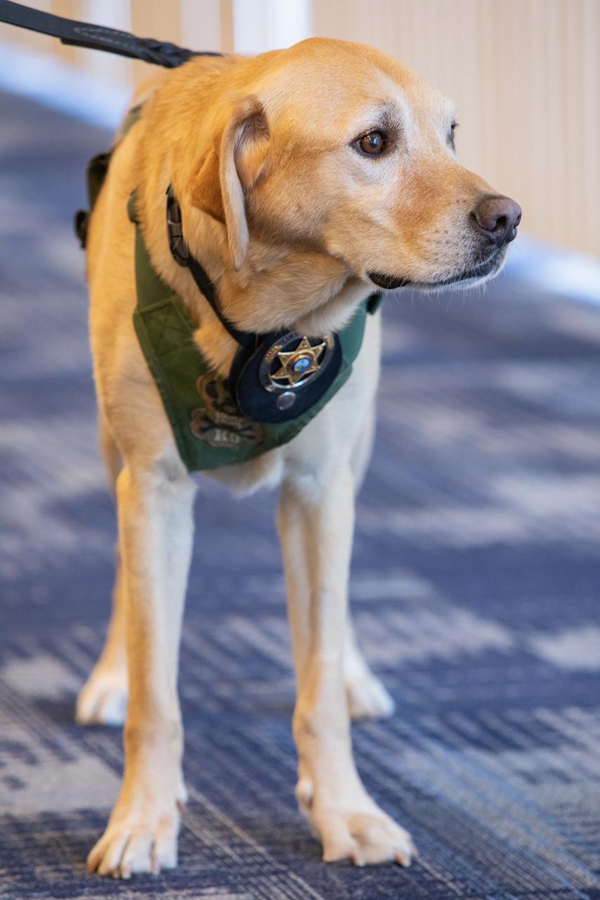 Fish and Wildlife Conservation Commission’s (FWC) Port K9, Harry, stands in Kennedy Space Center’s Space Station Processing Facility Conference Center. FWC Officer Jeff Sidor presented information on the commission’s Port K9 Program to Kennedy employees on April 23, 2019, and brought Harry along for a demonstration. Following the presentation, Officer Sidor demonstrated how FWC is using specially trained dogs such as Harry in airports, seaports and mail facilities to detect illegal and invasive fish and wildlife species shipping into Florida. The demonstration involved Harry distinguishing which box, among many, contained a turtle shell. This lunch and learn was available for employees to attend as part of Kennedy’s Earth Day events.