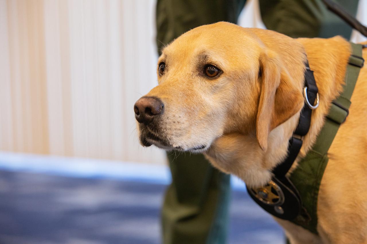 Fish and Wildlife Conservation Commission’s (FWC) Port K9, Harry, stands in Kennedy Space Center’s Space Station Processing Facility Conference Center. FWC Officer Jeff Sidor presented information on the commission’s Port K9 Program to Kennedy employees on April 23, 2019, and brought Harry along for a demonstration. Following the presentation, Officer Sidor demonstrated how FWC is using specially trained dogs such as Harry in airports, seaports and mail facilities to detect illegal and invasive fish and wildlife species shipping into Florida. The demonstration involved Harry distinguishing which box, among many, contained a turtle shell. This lunch and learn was available for employees to attend as part of Kennedy’s Earth Day events. 