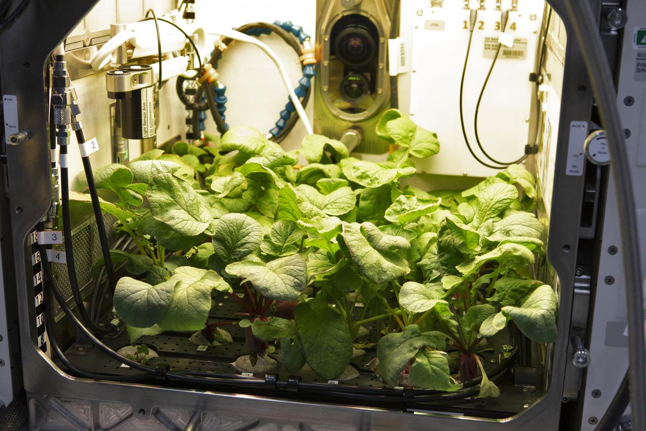 Radish plants are growing inside the Advanced Plant Habitat (APH) ground unit inside a laboratory in the Space Station Processing Facility at NASA's Kennedy Space Center in Florida on June 13, 2019. The plants are being grown as part of a science verification test for PH-02, a Space Life and Physical Sciences Research and Applications-funded experiment which seeks to determine the effects of spaceflight on radishes. The APH is a highly automated plant growth chamber with 180 sensors and is able to closely regulate variables related to plant growth.