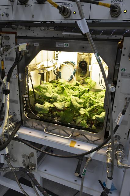 NASA image: Advanced Plant Habitat (APH) Radish Harvest for PH-02