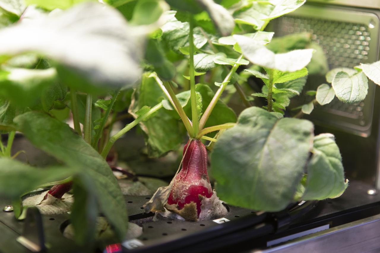 A colorful radish plant is in view inside the Advanced Plant Habitat (APH) ground unit inside a laboratory in the Space Station Processing Facility at NASA's Kennedy Space Center in Florida on June 13, 2019. The radishes are being grown as part of a science verification test. The APH is currently the largest plant chamber built for the agency in use on the International Space Station. It is an autonomous plant growth facility that is being used to conduct bioscience research on the space station with the goal of enabling astronauts to be sustainable on long duration missions to the Moon, Mars and beyond.