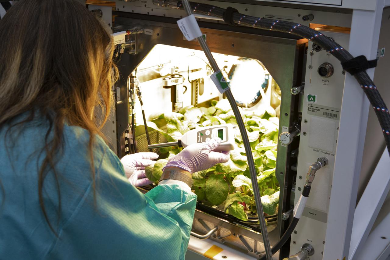 Inside a laboratory in the Space Station Processing Facility at NASA’s Kennedy Space Center in Florida, a plant biologist prepares to harvest radish plants growing in the Advanced Plant Habitat (APH) ground unit on June 13, 2019. The radishes are being harvested as part of a science verification test. The APH is currently the largest plant chamber built for the agency in use on the International Space Station. It is an autonomous plant growth facility that is being used to conduct bioscience research on the space station with the goal of enabling astronauts to be sustainable on long duration missions to the Moon, Mars and beyond.
