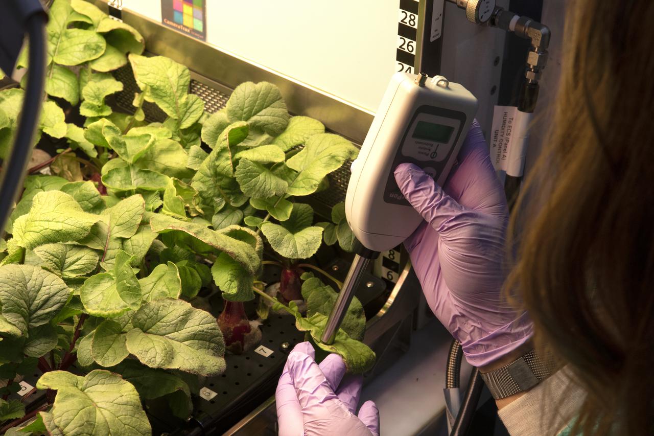 Inside a laboratory in the Space Station Processing Facility at NASA’s Kennedy Space Center in Florida, a plant biologist prepares to harvest radish plants growing in the Advanced Plant Habitat (APH) ground unit on June 13, 2019. The radishes are being harvested as part of a science verification test. The APH is currently the largest plant chamber built for the agency in use on the International Space Station. It is an autonomous plant growth facility that is being used to conduct bioscience research on the space station with the goal of enabling astronauts to be sustainable on long duration missions to the Moon, Mars and beyond.