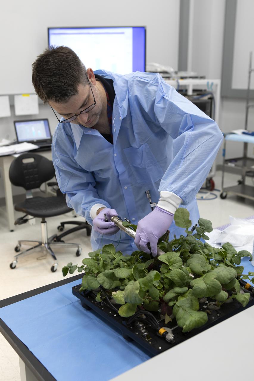 Clayton Grosse, a mechanical engineer with Techshot, prepares to harvest radish plants from the base of the Advanced Plant Habitat (APH) ground unit inside a laboratory in the Space Station Processing Facility at NASA’s Kennedy Space Center in Florida on June 13, 2019. The radishes are being harvested as part of a science verification test. The APH is currently the largest plant chamber built for the agency in use on the International Space Station. It is an autonomous plant growth facility that is being used to conduct bioscience research on the space station with the goal of enabling astronauts to be sustainable on long duration missions to the Moon, Mars and beyond.