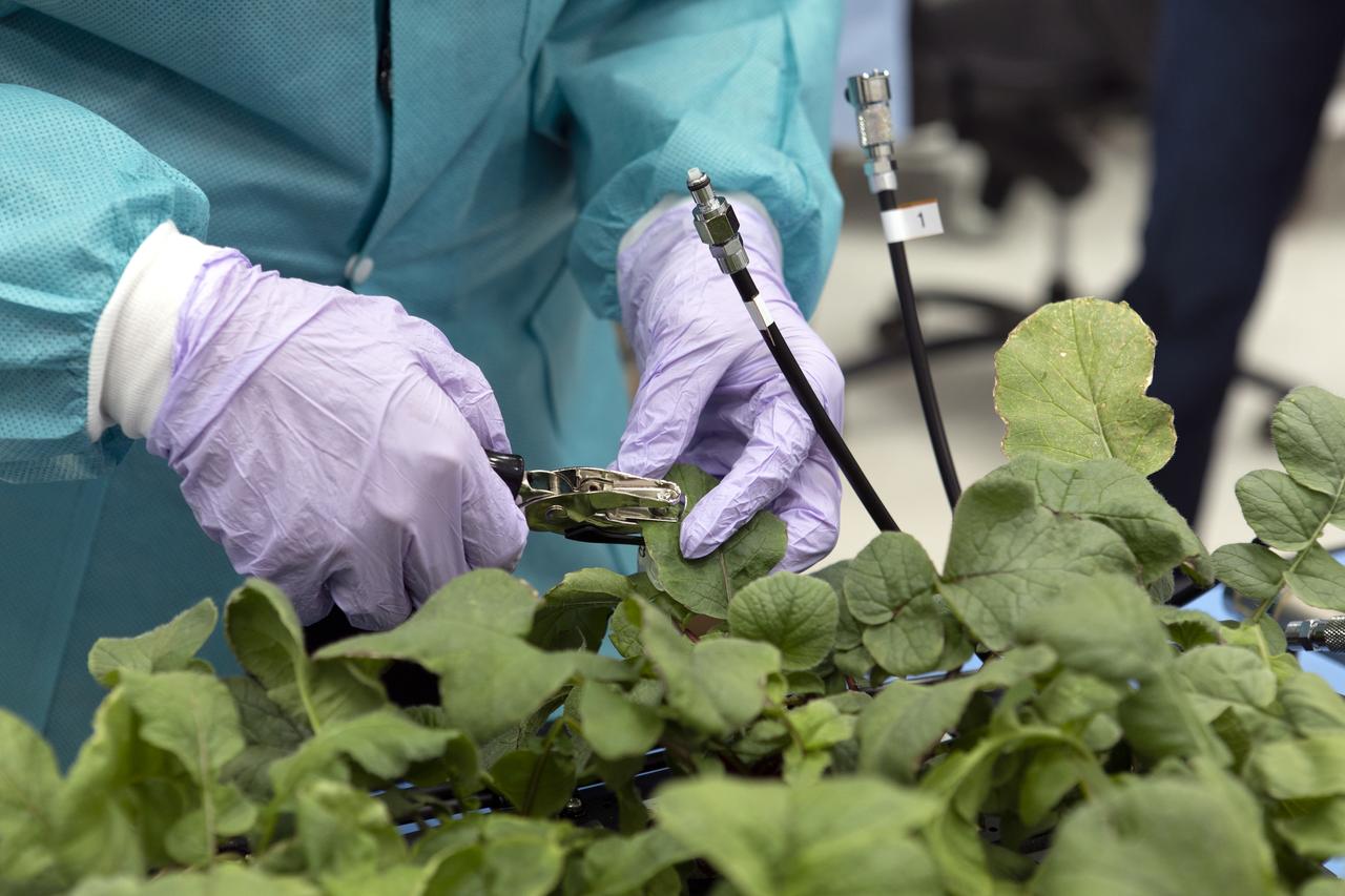 Clayton Grosse, a mechanical engineer with Techshot, uses a punch to take a sample of the leaf of a radish plant growing in the base of the Advanced Plant Habitat (APH) ground unit, inside a laboratory in the Space Station Processing Facility at NASA’s Kennedy Space Center in Florida on June 13, 2019. The radishes are being harvested as part of a science verification test. The APH is currently the largest plant chamber built for the agency in use on the International Space Station. It is an autonomous plant growth facility that is being used to conduct bioscience research on the space station with the goal of enabling astronauts to be sustainable on long duration missions to the Moon, Mars and beyond.