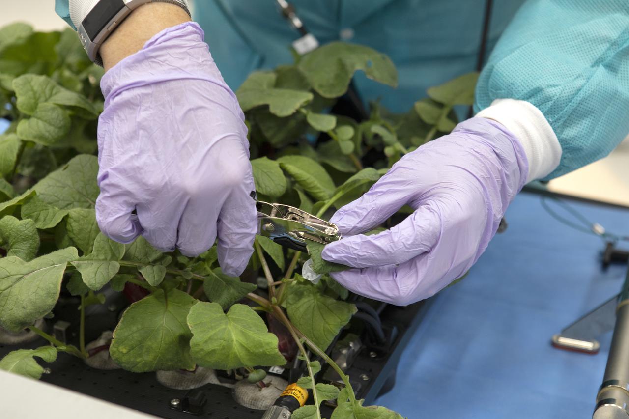 A sample of a leaf from one of the radish plant growing in the base of the Advanced Plant Habitat (APH) ground unit is taken inside a laboratory in the Space Station Processing Facility at NASA’s Kennedy Space Center in Florida on June 13, 2019. The radishes are being harvested as part of a science verification test. The APH is currently the largest plant chamber built for the agency in use on the International Space Station. It is an autonomous plant growth facility that is being used to conduct bioscience research on the space station with the goal of enabling astronauts to be sustainable on long duration missions to the Moon, Mars and beyond.