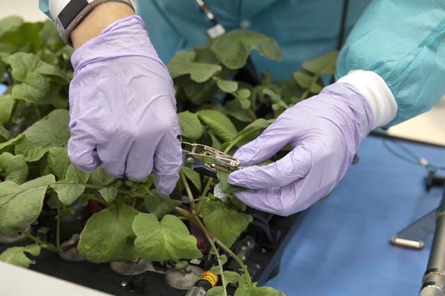 NASA image: Advanced Plant Habitat (APH) Radish Harvest for PH-02