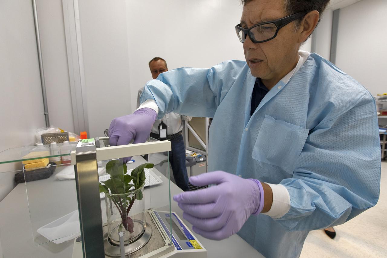 Oscar Monje, Ph.D., a plant physiologist with AECOM Management Services, weighs a harvested radish plant inside a laboratory in the Space Station Processing Facility at NASA’s Kennedy Space Center in Florida on June 13, 2019. The radishes are being harvested from the base of the Advanced Plant Habitat (APH) ground unit as part of a science verification test. The APH is currently the largest plant chamber built for the agency in use on the International Space Station. It is an autonomous plant growth facility that is being used to conduct bioscience research on the space station with the goal of enabling astronauts to be sustainable on long duration missions to the Moon, Mars and beyond.