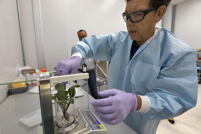 NASA image: Advanced Plant Habitat (APH) Radish Harvest for PH-02