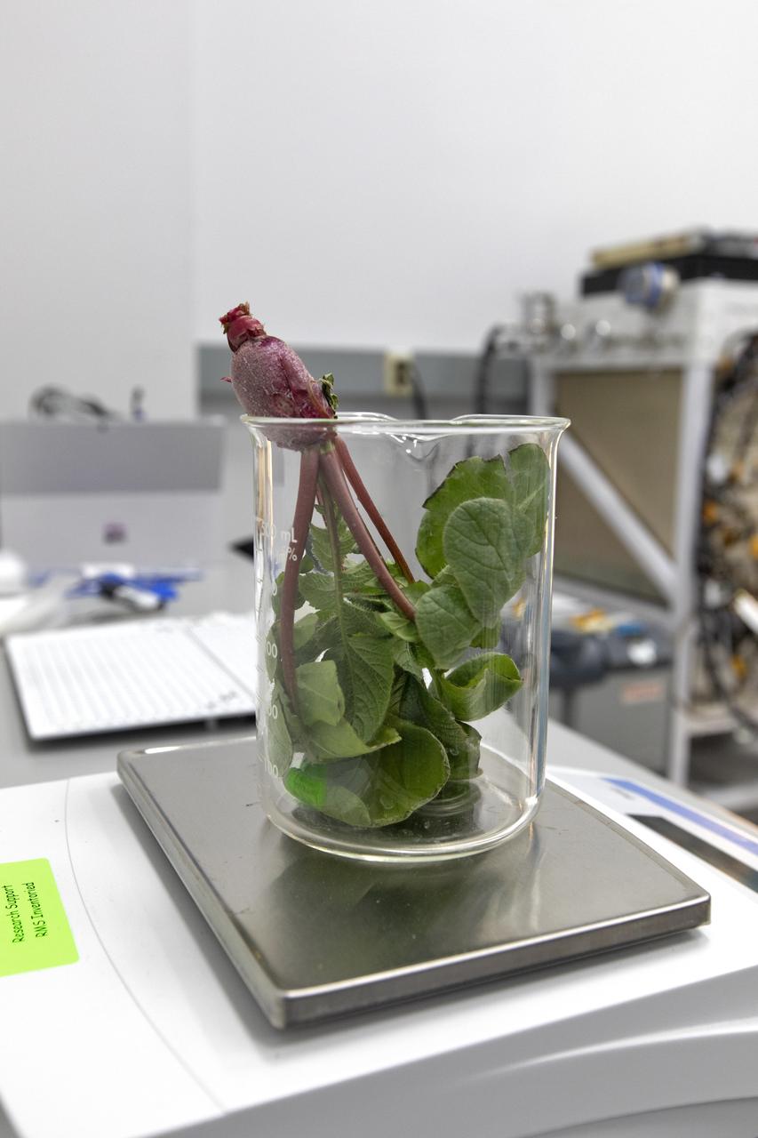 A radish plant is weighed inside a laboratory in the Space Station Processing Facility at NASA’s Kennedy Space Center in Florida on June 13, 2019. The radishes are being harvested from the base of the Advanced Plant Habitat (APH) ground unit as part of a science verification test. The APH is currently the largest plant chamber built for the agency in use on the International Space Station. It is an autonomous plant growth facility that is being used to conduct bioscience research on the space station with the goal of enabling astronauts to be sustainable on long duration missions to the Moon, Mars and beyond.