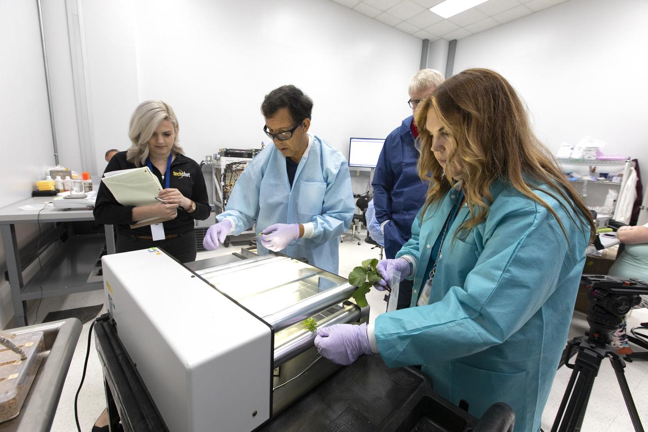 From left are Ashleigh Ruggles, a launch operations support specialist with Techshot; Oscar Monje, Ph.D., a plant physiologist with AECOM Management Services; and Sam Logan, senior mechanical engineering technician; and Alora Mazarakis, an electrical engineer, both with Techshot. They are harvesting radish plants from the base of the Advanced Plant Habitat ground unit inside a laboratory in the Space Station Processing Facility at NASA’s Kennedy Space Center in Florida on June 13, 2019. The radishes are being harvested as part of a science verification test. The APH is currently the largest plant chamber built for the agency in use on the International Space Station. It is an autonomous plant growth facility that is being used to conduct bioscience research on the space station with the goal of enabling astronauts to be sustainable on long duration missions to the Moon, Mars and beyond.