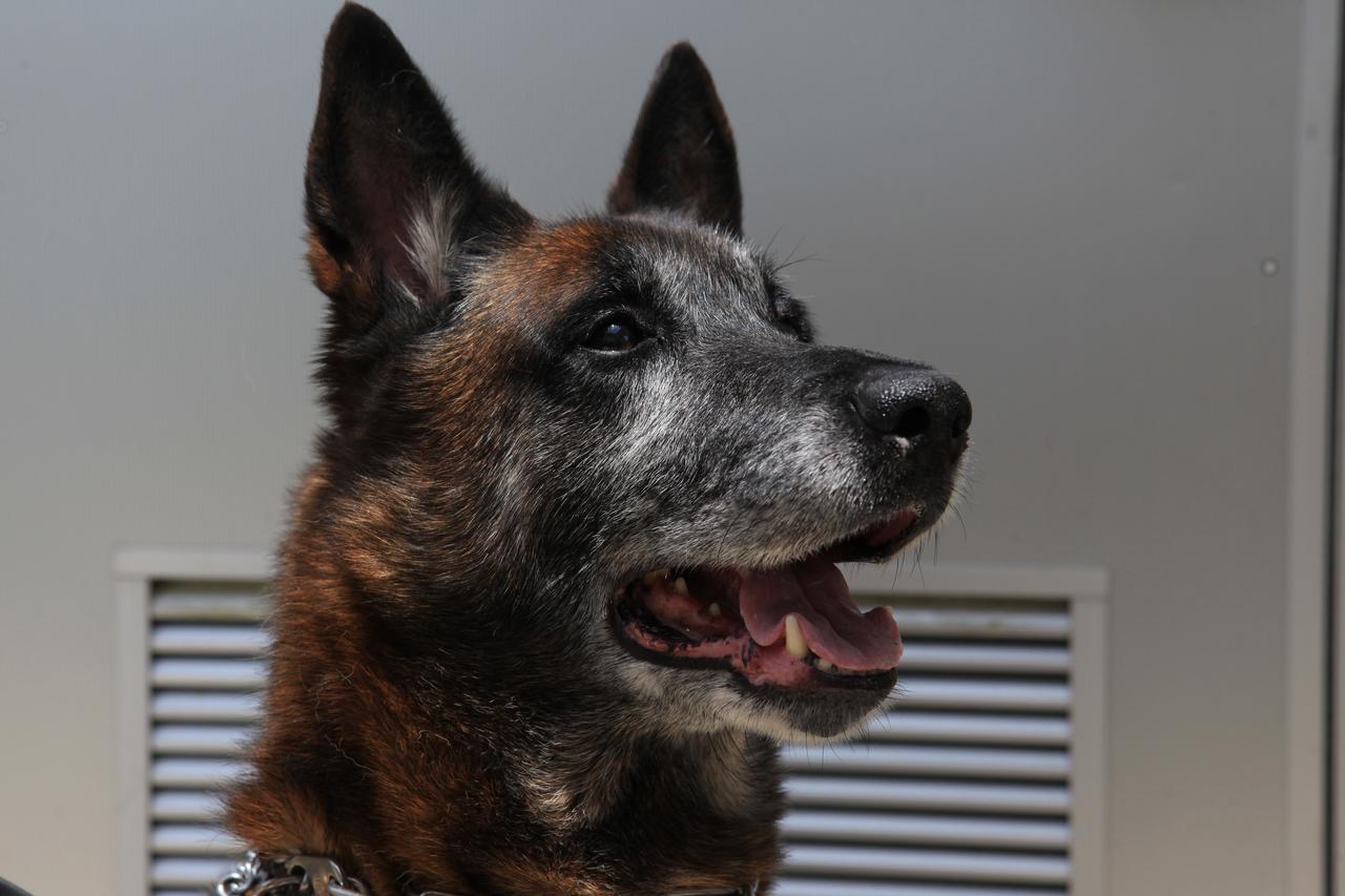 KSC Protectice Services - Working Dogs Feature Story.