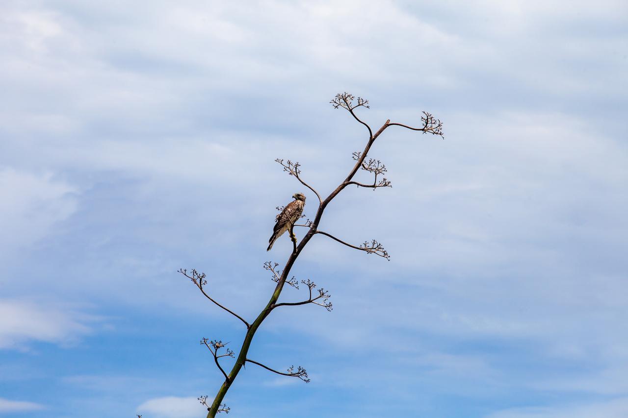 A hawk sits on a tree branch at NASA’s Kennedy Space Center in Florida. Kennedy shares a border with the Merritt Island National Wildlife Refuge, consisting of 140,000 acres of land, water and marshes. Within the refuge, many species of birds, reptiles, fish, amphibians and mammals can be found. 