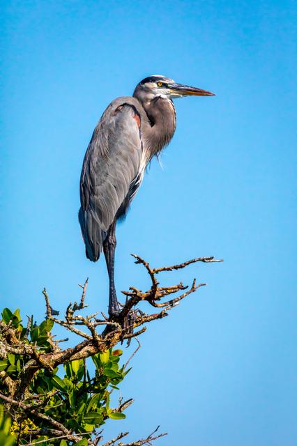 NASA image: Creative Photography - Wildlife - Birds
