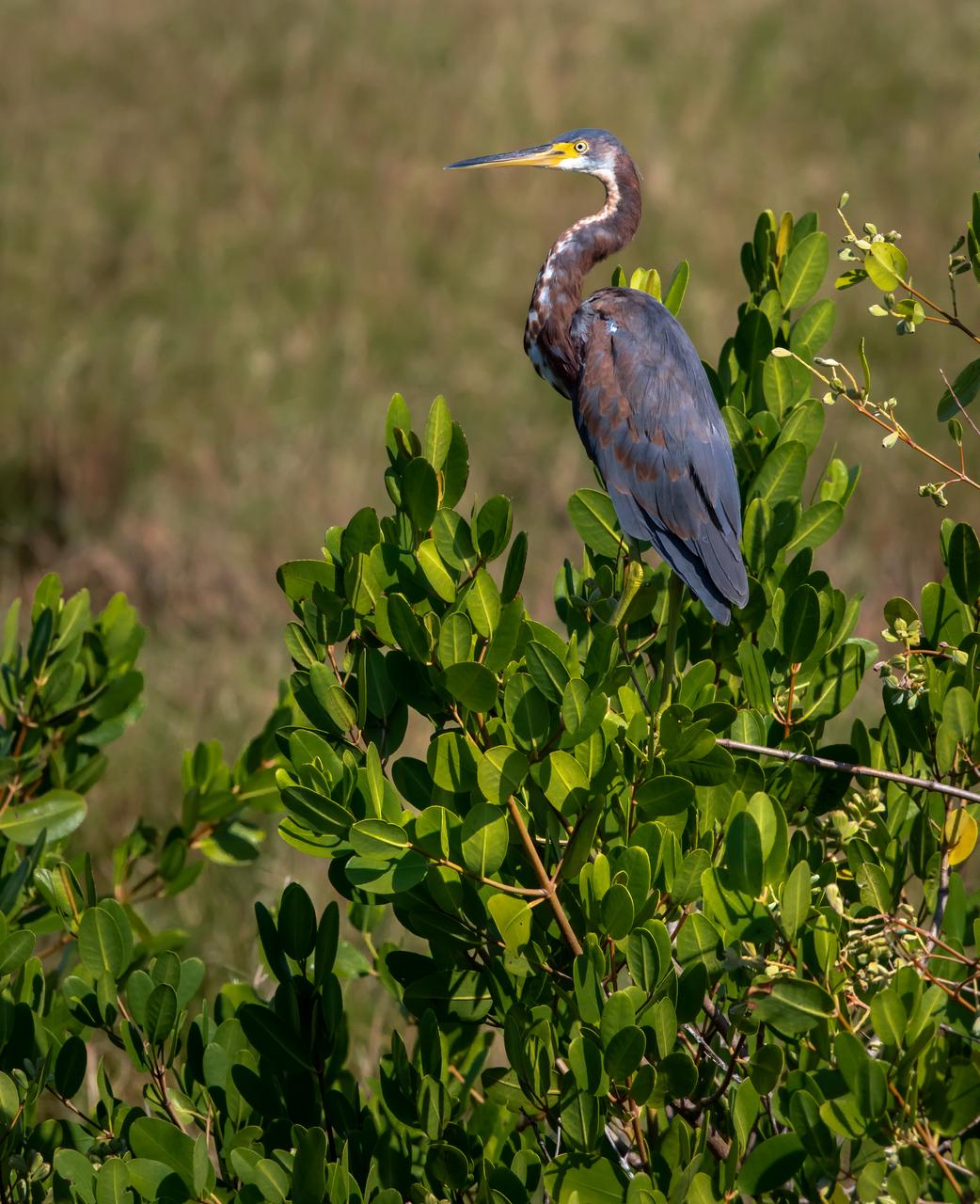 A Reddish Egret perches in a tree at NASA's Kennedy Space Center in Florida. The center shares a border with the Merritt Island National Wildlife Refuge. More than 330 native and migratory bird species, 25 mammal, 117 fish and 65 amphibian and reptile species call Kennedy and the wildlife refuge home.