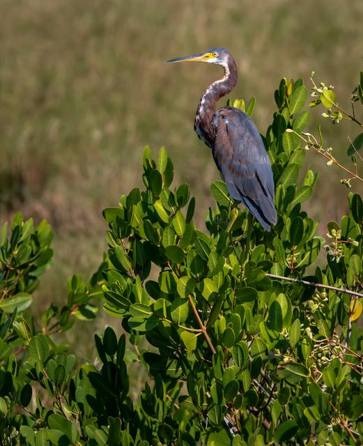 NASA image: Creative Photography - Wildlife - Birds