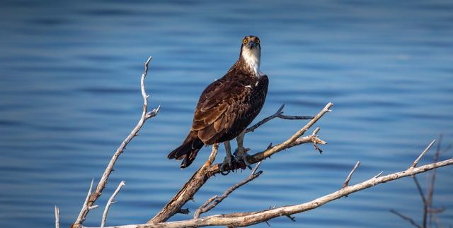 NASA image: Creative Photography - Wildlife - Birds