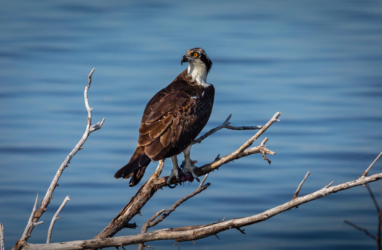 An osprey sits on a branch near a waterway at NASA's Kennedy Space Center in Florida. The center shares a border with the Merritt Island National Wildlife Refuge. More than 330 native and migratory bird species, 25 mammal, 117 fish and 65 amphibian and reptile species call Kennedy and the wildlife refuge home.