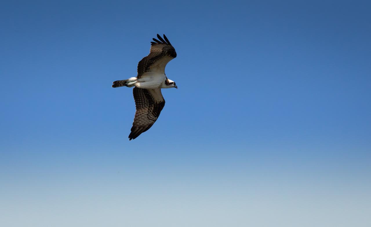 An osprey soars above NASA's Kennedy Space Center in Florida. The center shares a border with the Merritt Island National Wildlife Refuge. More than 330 native and migratory bird species, 25 mammal, 117 fish and 65 amphibian and reptile species call Kennedy and the wildlife refuge home.