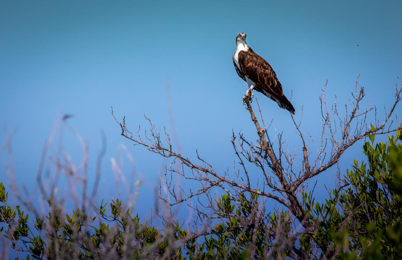An osprey sits on a branch near a waterway at NASA's Kennedy Space Center in Florida. The center shares a border with the Merritt Island National Wildlife Refuge. More than 330 native and migratory bird species, 25 mammal, 117 fish and 65 amphibian and reptile species call Kennedy and the wildlife refuge home.