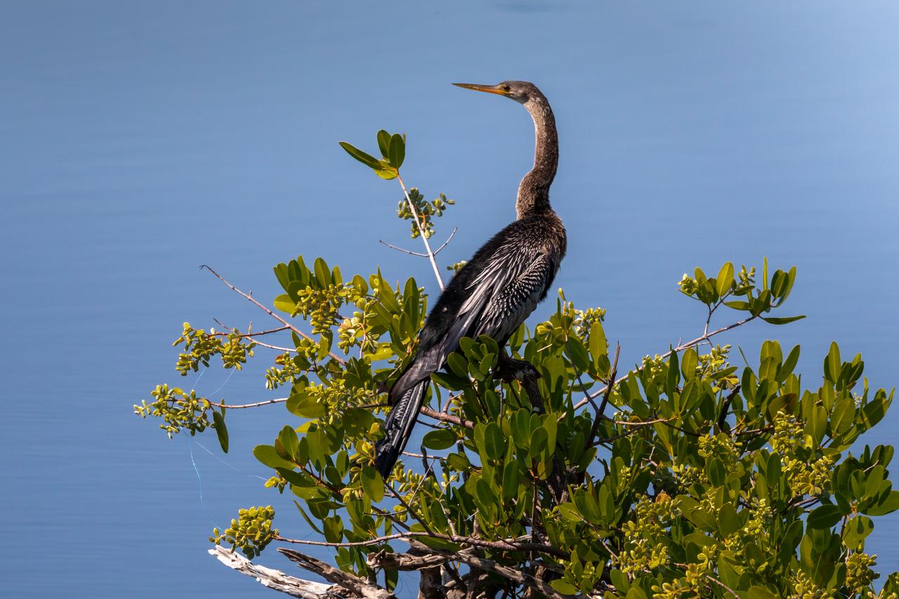 A Reddish Egret perches in a tree near a waterway at NASA's Kennedy Space Center in Florida. The center shares a border with the Merritt Island National Wildlife Refuge. More than 330 native and migratory bird species, 25 mammal, 117 fish and 65 amphibian and reptile species call Kennedy and the wildlife refuge home.