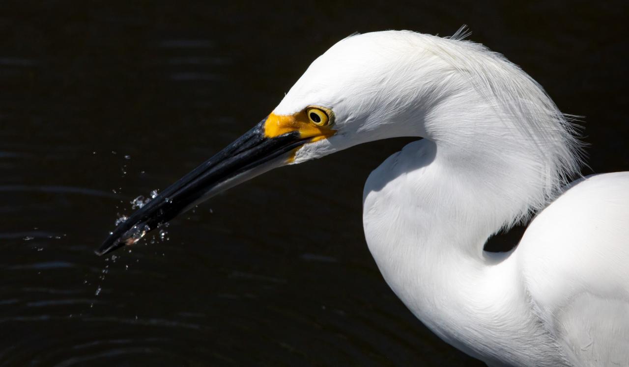 A Great Egret catches a small fish in a waterway at NASA's Kennedy Space Center in Florida. The center shares a border with the Merritt Island National Wildlife Refuge. More than 330 native and migratory bird species, 25 mammal, 117 fish and 65 amphibian and reptile species call Kennedy and the wildlife refuge home.