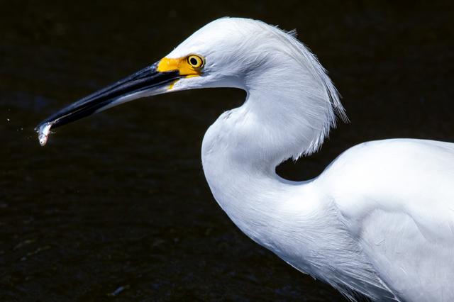 NASA image: Creative Photography - Wildlife - Birds