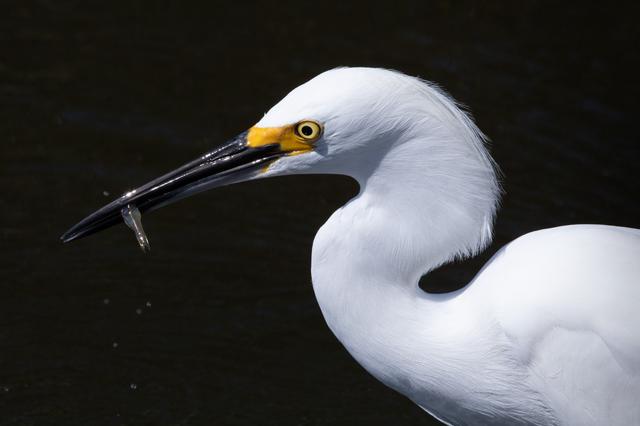 NASA image: Creative Photography - Wildlife - Birds