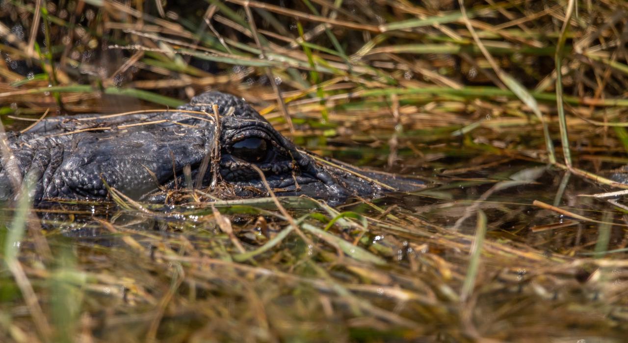 An alligator lurks in a marshy waterway at NASA's Kennedy Space Center in Florida. The center shares a border with the Merritt Island National Wildlife Refuge. More than 330 native and migratory bird species, 25 mammal, 117 fish and 65 amphibian and reptile species call Kennedy and the wildlife refuge home.