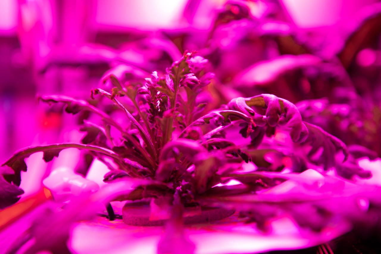 Three crops grown under a test condition representative of the International Space Station are photographed moments before harvest for a science verification test (SVT) in the Space Station Processing Facility at NASA’s Kennedy Space Center in Florida on Sept. 30, 2019. The SVT will study the potential of the three plant cultivars to grow in space. The harvest included ‘outredgeous’ red romaine lettuce, which has been grown in space before, and two new plant cultivars – amara mustard and shungiku, an Asian green comparable to an edible chrysanthemum. All three lettuce plants were grown from seed film, making this the first SVT with this new plant growth material. Earlier this year, the amara mustard and shungiku plants were grown for the first time using seed bags – referred to as pillows – during the Sustained Veggie project, a study funded by the Human Research Program. 