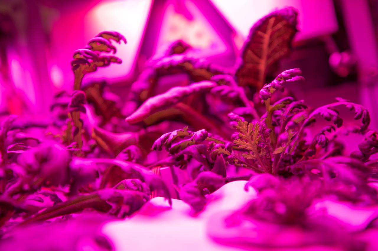 Three crops grown under a test condition representative of the International Space Station are photographed moments before harvest for a science verification test (SVT) in the Space Station Processing Facility at NASA’s Kennedy Space Center in Florida on Sept. 30, 2019. The SVT will study the potential of the three plant cultivars to grow in space. The harvest included ‘outredgeous’ red romaine lettuce, which has been grown in space before, and two new plant cultivars – amara mustard and shungiku, an Asian green comparable to an edible chrysanthemum. All three lettuce plants were grown from seed film, making this the first SVT with this new plant growth material. Earlier this year, the amara mustard and shungiku plants were grown for the first time using seed bags – referred to as pillows – during the Sustained Veggie project, a study funded by the Human Research Program. 