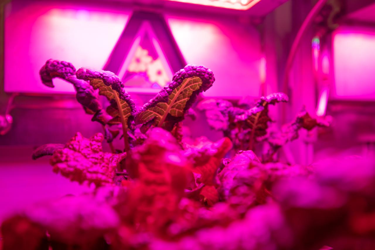 Three crops grown under a test condition representative of the International Space Station are photographed moments before harvest for a science verification test (SVT) in the Space Station Processing Facility at NASA’s Kennedy Space Center in Florida on Sept. 30, 2019. The SVT will study the potential of the three plant cultivars to grow in space. The harvest included ‘outredgeous’ red romaine lettuce, which has been grown in space before, and two new plant cultivars – amara mustard and shungiku, an Asian green comparable to an edible chrysanthemum. All three lettuce plants were grown from seed film, making this the first SVT with this new plant growth material. Earlier this year, the amara mustard and shungiku plants were grown for the first time using seed bags – referred to as pillows – during the Sustained Veggie project, a study funded by the Human Research Program. 
