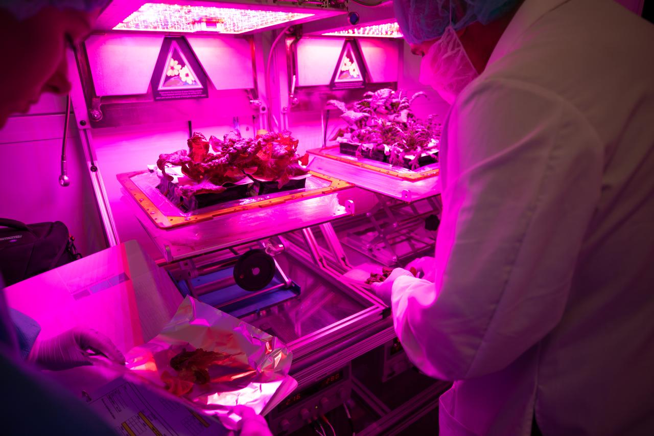 Kennedy Space Center Veggie Project Manager Trent Smith harvests test crops inside the Veggie growth chamber in the Florida spaceport’s Space Station Processing Facility on Sept. 30, 2019, for a science verification test (SVT) to study their potential to grown in space. The harvest included ‘outredgeous’ red romaine lettuce, which has been grown in space before, and two new plant cultivars – amara mustard and shungiku, an Asian green comparable to an edible chrysanthemum. All three lettuce plants were grown from seed film, making this the first SVT with this new plant growth material. Earlier this year, the amara mustard and shungiku plants were grown for the first time using seed bags – referred to as pillows – during the Sustained Veggie project, a study funded by the Human Research Program.