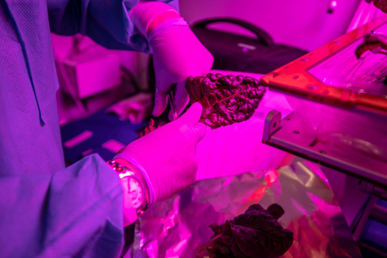 Test crops are harvested inside the Veggie growth chamber in the Space Station Processing Facility at NASA’s Kennedy Space Center in Florida on Sept. 30, 2019, for a science verification test (SVT) to study their potential to grow in space. The harvest included ‘outredgeous’ red romaine lettuce, which has been grown in space before, and two new plant cultivars – amara mustard and shungiku, an Asian green comparable to an edible chrysanthemum. All three lettuce plants were grown from seed film, making this the first SVT with this new plant growth material. Earlier this year, the amara mustard and shungiku plants were grown for the first time using seed bags – referred to as pillows – during the Sustained Veggie project, a study funded by the Human Research Program.