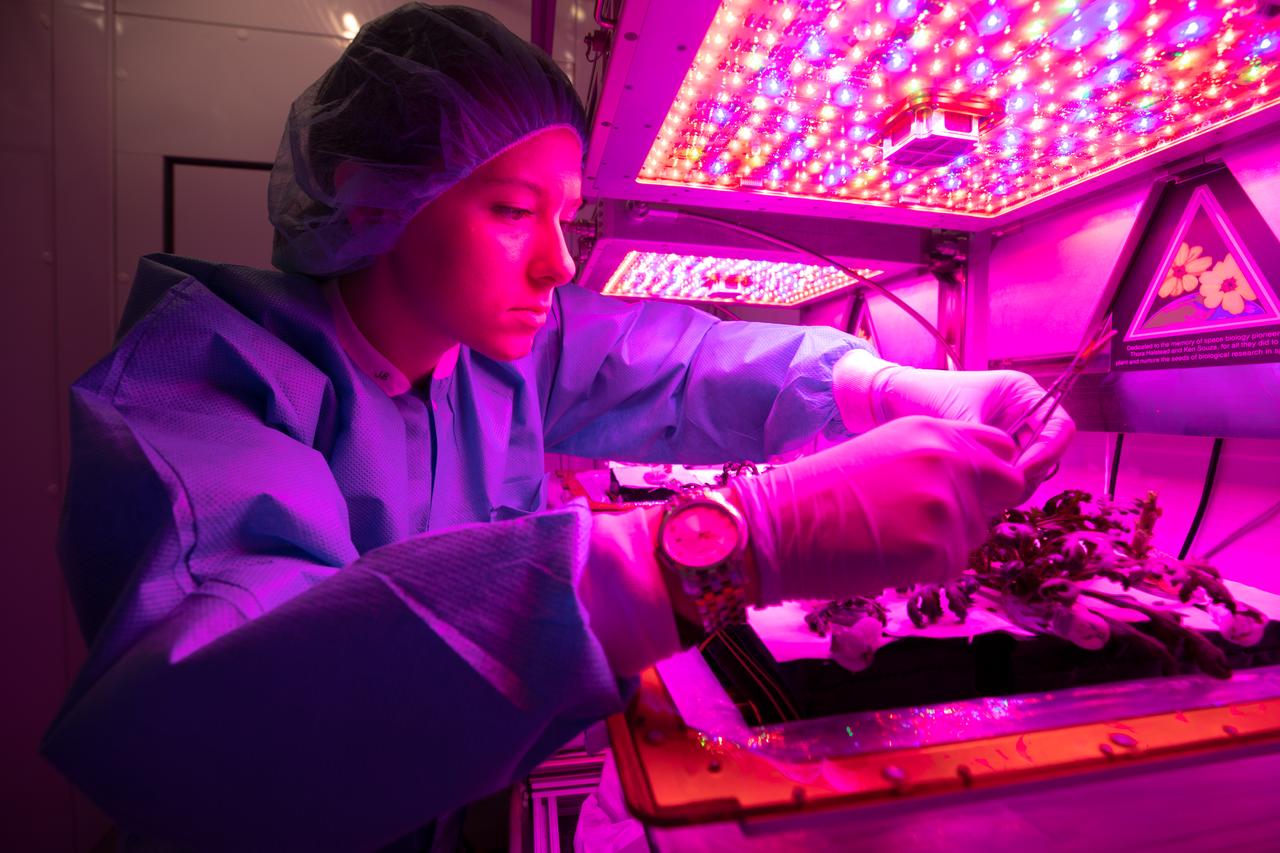 Jess Bunchek, an associate scientist at NASA’s Kennedy Space Center in Florida, harvests shungiku – an Asian green comparable to an edible chrysanthemum – inside the Veggie growth chamber in the Space Station Processing Facility on Sept. 30, 2019, for a science verification test (SVT). The SVT included the harvest of two other plant cultivars – amara mustard and ‘outredgeous’ red romaine lettuce – and will study their potential to grow in space. All three lettuce plants were grown from seed film, making this the first SVT with this new plant growth material. Earlier this year, the amara mustard and shungiku plants were grown for the first time using seed bags – referred to as pillows – during the Sustained Veggie project, a study funded by the Human Research Program. 