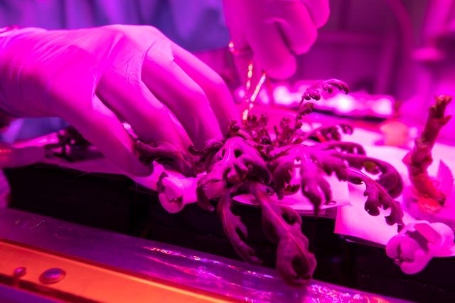 NASA image: Science Verification Test Harvest