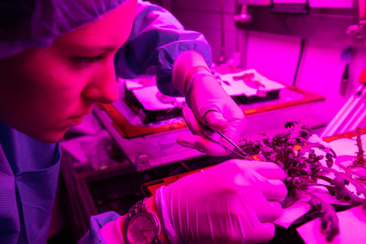 Jess Bunchek, an associate scientist at NASA’s Kennedy Space Center in Florida, harvests shungiku – an Asian green comparable to an edible chrysanthemum – inside the Veggie growth chamber in the Space Station Processing Facility on Sept. 30, 2019, for a science verification test (SVT). The SVT included the harvest of two other plant cultivars – amara mustard and ‘outredgeous’ red romaine lettuce – and will study their potential to grow in space. All three lettuce plants were grown from seed film, making this the first SVT with this new plant growth material. Earlier this year, the amara mustard and shungiku plants were grown for the first time using seed bags – referred to as pillows – during the Sustained Veggie project, a study funded by the Human Research Program.