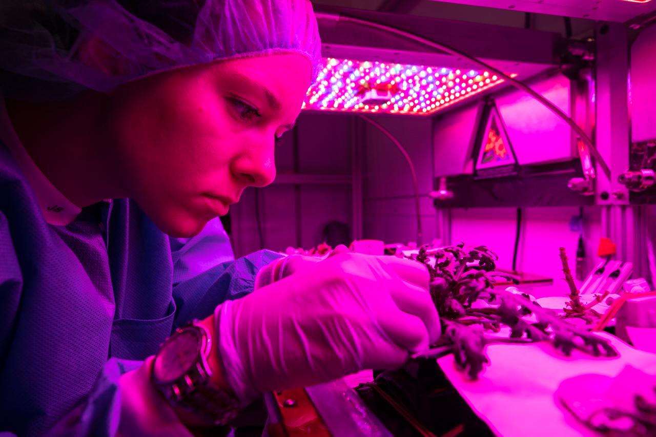 Jess Bunchek, an associate scientist at NASA’s Kennedy Space Center in Florida, harvests plant cultivars inside the Veggie growth chamber in the Space Station Processing Facility on Sept. 30, 2019, for a science verification test (SVT). This SVT will study the potential of three plants – amara mustard, ‘outredgeous’ red romaine lettuce and shungiku, an Asian green comparable to an edible chrysanthemum – to grow in space. All three lettuce plants were grown from seed film, making this the first SVT with this new plant growth material. Earlier this year, the amara mustard and shungiku plants were grown for the first time using seed bags – referred to as pillows – during the Sustained Veggie project, a study funded by the Human Research Program. 
