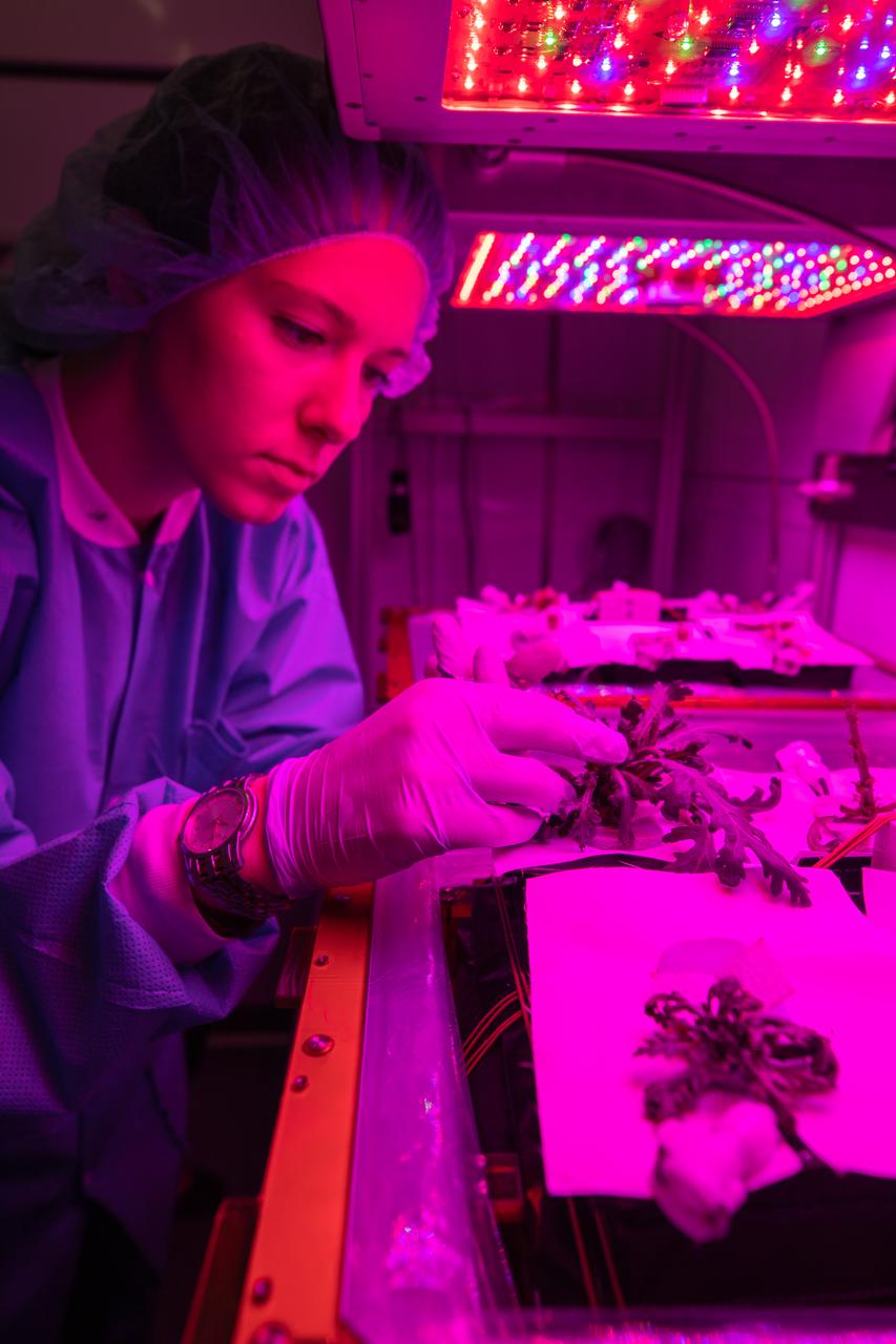 Jess Bunchek, an associate scientist at NASA’s Kennedy Space Center in Florida, harvests plant cultivars inside the Veggie growth chamber in the Space Station Processing Facility on Sept. 30, 2019, for a science verification test (SVT). This SVT will study the potential of three plants – amara mustard, ‘outredgeous’ red romaine lettuce and shungiku, an Asian green comparable to an edible chrysanthemum – to grow in space. All three lettuce plants were grown from seed film, making this the first SVT with this new plant growth material. Earlier this year, the amara mustard and shungiku plants were grown for the first time using seed bags – referred to as pillows – during the Sustained Veggie project, a study funded by the Human Research Program. 