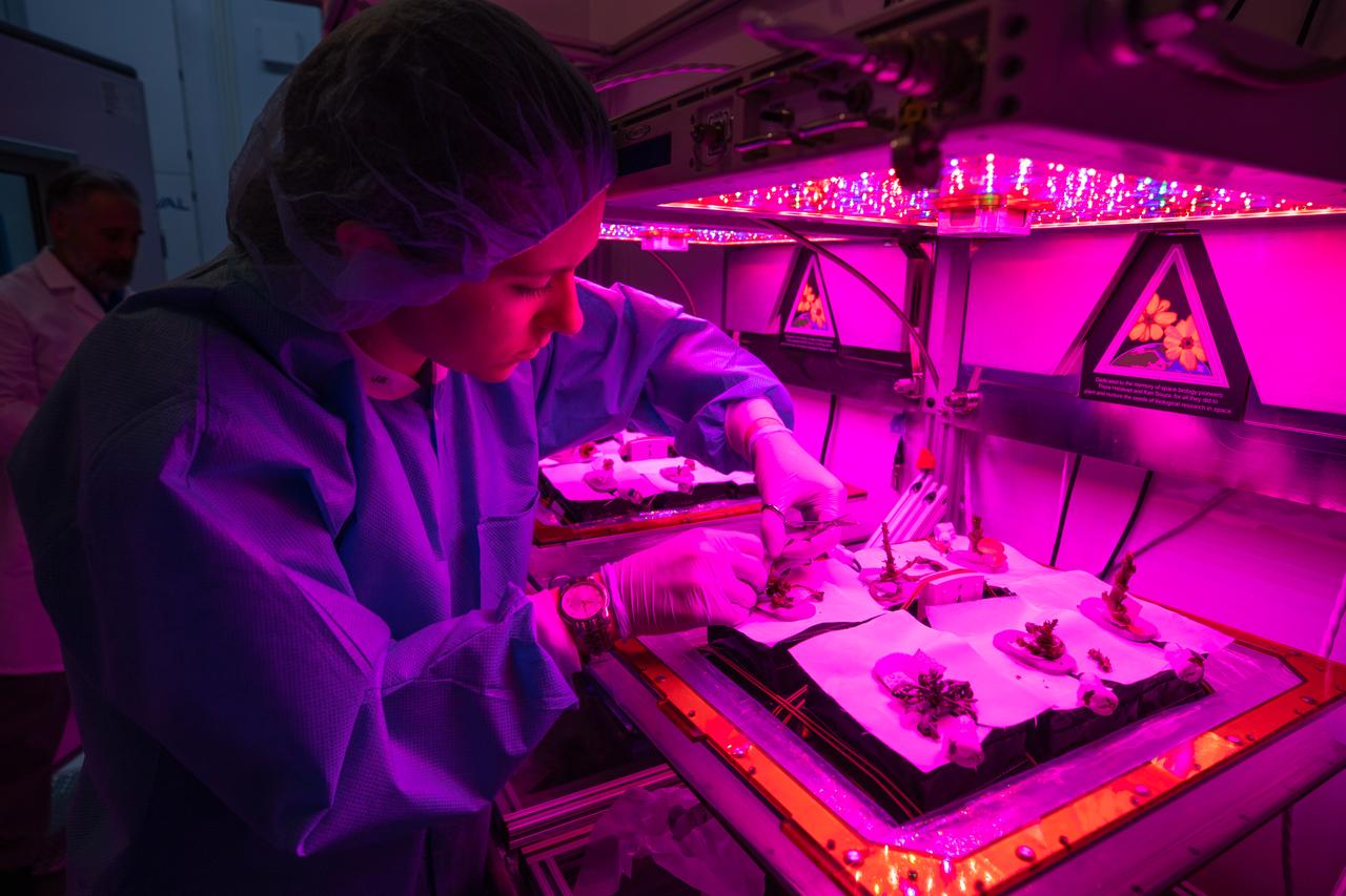 Jess Bunchek, an associate scientist at NASA’s Kennedy Space Center in Florida, harvests plant cultivars inside the Veggie growth chamber in the Space Station Processing Facility on Sept. 30, 2019, for a science verification test (SVT). This SVT will study the potential of three plants – amara mustard, ‘outredgeous’ red romaine lettuce and shungiku, an Asian green comparable to an edible chrysanthemum – to grow in space. All three lettuce plants were grown from seed film, making this the first SVT with this new plant growth material. Earlier this year, the amara mustard and shungiku plants were grown for the first time using seed bags – referred to as pillows – during the Sustained Veggie project, a study funded by the Human Research Program. 